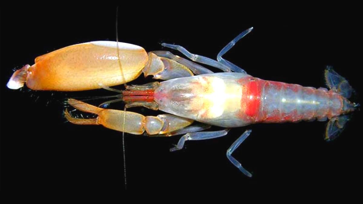 PISTOL SHRIMP กุ้งมือปืน หนึ่งในสุดยอดสัตว์ที่สุดในโลก เพราะอะไรมาดู!