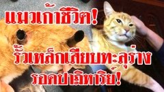 สยอง! แมวเก้าชีวิตของจริง! ถูกเหล็กรั้วบ้านเสียบทะลุร่าง แต่รอดตายปาฏิหารย์!