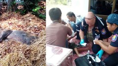 ไล่ทุบวุ่น!! หมูป่าบุกกัดคุณยายถึงในบ้าน ชาวบ้านหวั่นติดเชื้อพิษสุนัขบ้า
