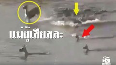 สละชีพเพื่อลูก..ซาบซึ้งมาก ให้จระเข้กินตัวเองเพื่อให้ลูกน้อยรอด