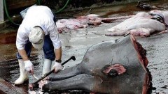 ญี่ปุ่นอ้างงานวิจัย ล่าวาฬมิงก์แล้ว 300 กว่าตัว