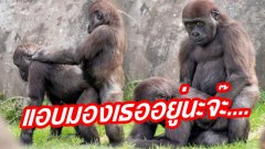 แอบมองเธออยู่นะจ๊ะ...กอริล่าสุดเขิล หลังถูกจับได้ขณะร่วมรัก