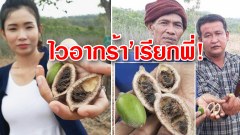 ไวอากร้า’เรียกพี่! ผู้ว่าฯจี้รีบวิจัยจดสิทธิบัตร ‘ลูกผ่าด้าม’ ยันเตะปี๊บกระจาย