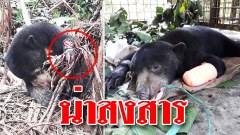 เมื่อไหร่จะเลิกทำร้ายสัตว์ป่า !!