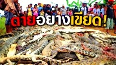 แค้นจัด! ชาวบ้านอินโดฯ ไล่ฆ่าจระเข้ในฟาร์มเกือบ 300ตัว เหตุขย้ำคนตาย