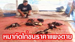 ฝูงหมาบุกขย้ำไก่ชนราคาแพงเสียหายหลายแสนบาท