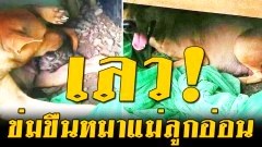 เพจดังแฉ! ตามล่าชายข่มขืนหมาแม่ลูกอ่อน จนอวัยวะเพศบวม แล้วหอบหมาหนี