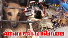 อย่างโหด!!จับหมาถ่วงน้ำให้ตาย แล้วต้มเอาเนื้อไปขายร้านอาหารที่กัมพูชา