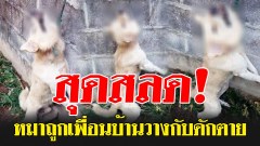 สลดใจหนัก!! สาวร้องหมาถูกเพื่อนบ้านวางกับดักตาย อ้างสุนัขไปกัดไก่