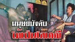 ชีวิตสุดเศร้าของลิงอุรังอุตัง ถูกพวกใจทรามจับ "โกนขน-แต่งหน้า" นำมาขายกาม สนองตัณหามนุษย์!!
