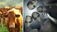 แคทเทิล มิวทิเลชั่น (Cattle Mutilations) ฝืมือคนหรือต่างดาว