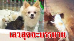 บุกรุกจับเเม่หมาชิวาว่าที่กำลังให้นมลูกน้อยฟาดกับกำเเพงสิ้นใจอนาถเหี้ยมโหด!!! เลือดกระเซ็นไปทั่วบ้าน สิ้นใจอนาถ