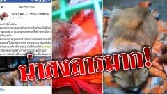 สลดใจอีก!! ผ่าท้องแมวควักลูกก่อนใช้เข็มเย็บ เจ้าของโต้ผ่าตอนแม่แมวตายแล้วเพื่อช่วยลูก