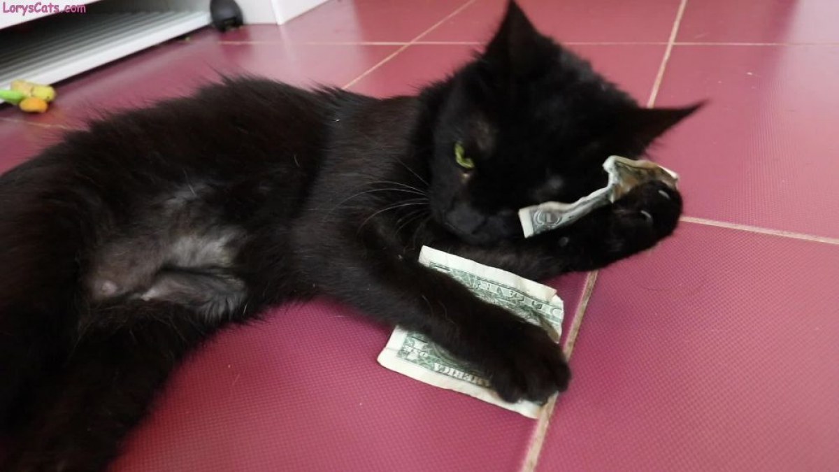 ใครบ้างไม่ชอบเงิน!! เมื่อเหล่าแมวเหมียวเห็นเงินเป็นของเล่น ...