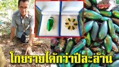 สุดยอด ภูมิปัญญาชาวบ้าน ชาว หนองบัวลำภู เลี้ยง แมลงทับ ขายปีก สร้างเครื่องประดับ โกยรายได้กว่าปีละล้าน