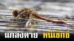 แมลงปอแกล้งตายเพื่อหนีเซ็กส์