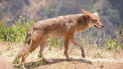Coyote - อาชีพโคโยตี้