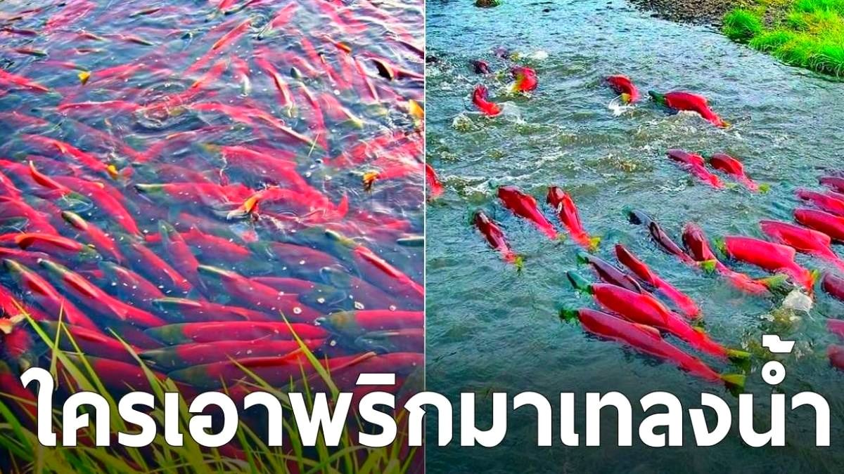 ชาวเน็ตสงสัย! นี่ตัวอะไร มองผ่านๆ คิดว่า "ใครเอาพริกมาเทลงน้ำเยอะขนาดนี้" -blid-1324445272561738262