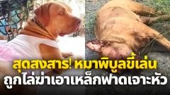 สุดสงสาร! "เซฟซี่" หมาพิบูลขี้เล่น ถูกไล่ฆ่าเอาเหล็กฟาดเจาะหัว ตายคาที่ คนร้าย ประกาศลั่น "จะแจ้งความก็แจ้งไปเลย กูไม่กลัว"