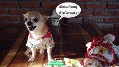 รวมภาพฮาๆ ทะลึ่งๆ..ยามเย็น ขำกุ๊กกกรั๊กก