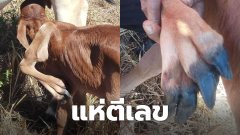 ชาวบ้านฮือฮา!! วัวคลอดลูก มี 5 ขา 6 เท้า แห่ตีเลขเด็ด!!