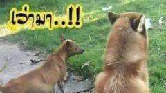 รวมภาพประโยคฮาๆ..ตลกๆ หัวเราะกร๊ากกยามเย็น