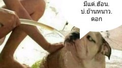 โอ้ยขำ รวมภาพฮาๆ ทะลึ่งๆ ยามเย็น