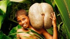 Coco de mer: ผลไม้ต้องห้าม