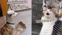 เฮฮาสักนิด ดูภาพตลกๆ แก้เบื่อก่อนนอน