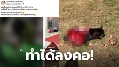สุดสงสาร! หมาโดนแล่เนื้อ หวิดโดนกิน แผลเปิดทั้งหลัง วิ่งมาให้ช่วย