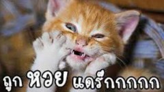 ภาพฮาๆ แก้เครียด
