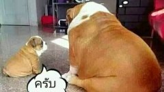 รวมภาพฮาๆ..ตลกๆ กับผู้ชายแก้คัน