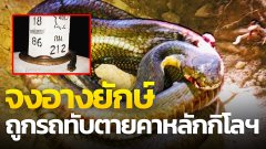 อย่าหาว่าใบ้หวยเลยนะ .! จงอางยักษ์ ถูกรถทับตายคาหลักกิโลฯ
