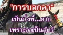 รวมรูปภาพ ตลกๆ ขำๆ ฮากร๊าก