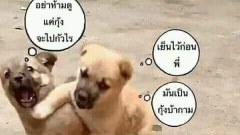 ภาพฮาๆ ตลกๆ แก้เบื่อตอนเย็น 🤣🤣🤣