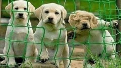 ภาพตลกๆ ฮาๆ ชวนหัวเราะ