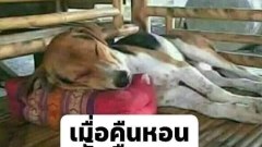 ภาพฮาๆ ขำๆ เห็นแล้วยิ้ม