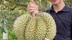 หิวทุเรียนขึ้นมาทันที