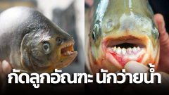 พบปลาขึ้นชื่อในเรื่องที่มีฟันเหมือนคน " กัดลูกอัณฑะ "  ของนักว่ายน้ำที่ไม่ระวังใน น่านน้ำยุโรป เป็นครั้งแรก
