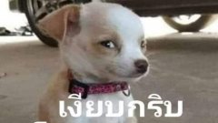 ขน_อย/ตูด มีไว้ทำไม..หลายคนสงสัย
