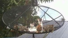 รวมภาพฮาๆ คลายเครียด ตอนเที่ยง