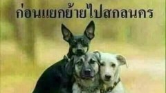 ภาพฮาๆ ขำก๊าก ตอนเย็น