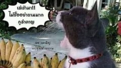 ขำขัน ตลกๆ ก่อนนอนจ้า