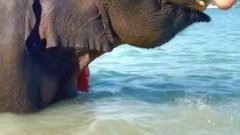 คนสวยโดนช้างแกง 🐘🤣