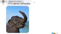 สาวขี่งวงช้าง สุดท้ายถึงกับหน้าคว่ำ