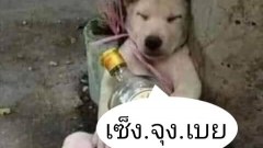 ภาพฮาๆ ชำก๊าก ตอนเย็น