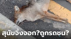 สุดสงสาร! น้องหมาจิ้งจอก นอนนิ่งข้างถนน คาดถูกรถชน
