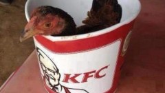เฮฮาสักนิด ดูภาพตลกๆ ตอนเย็น