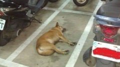 ภาพตลกๆ คลายเครียด ตอนเย็น