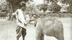 ลูกช้างกำพร้ากำลังดูดนมผู้หญิงแม่ลูกอ่อน พ.ศ. 2446 สมัยรัชกาลที่5